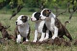 AMSTAFF  PUPPIES 104